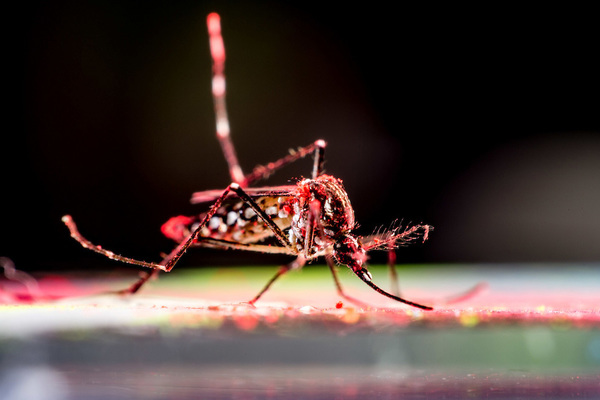Aedes Aegypti Mosquito Feature